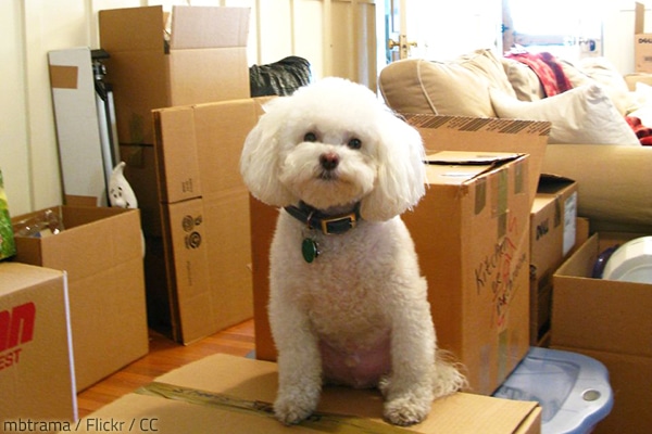 Take measures to keep your pets safe on moving day.